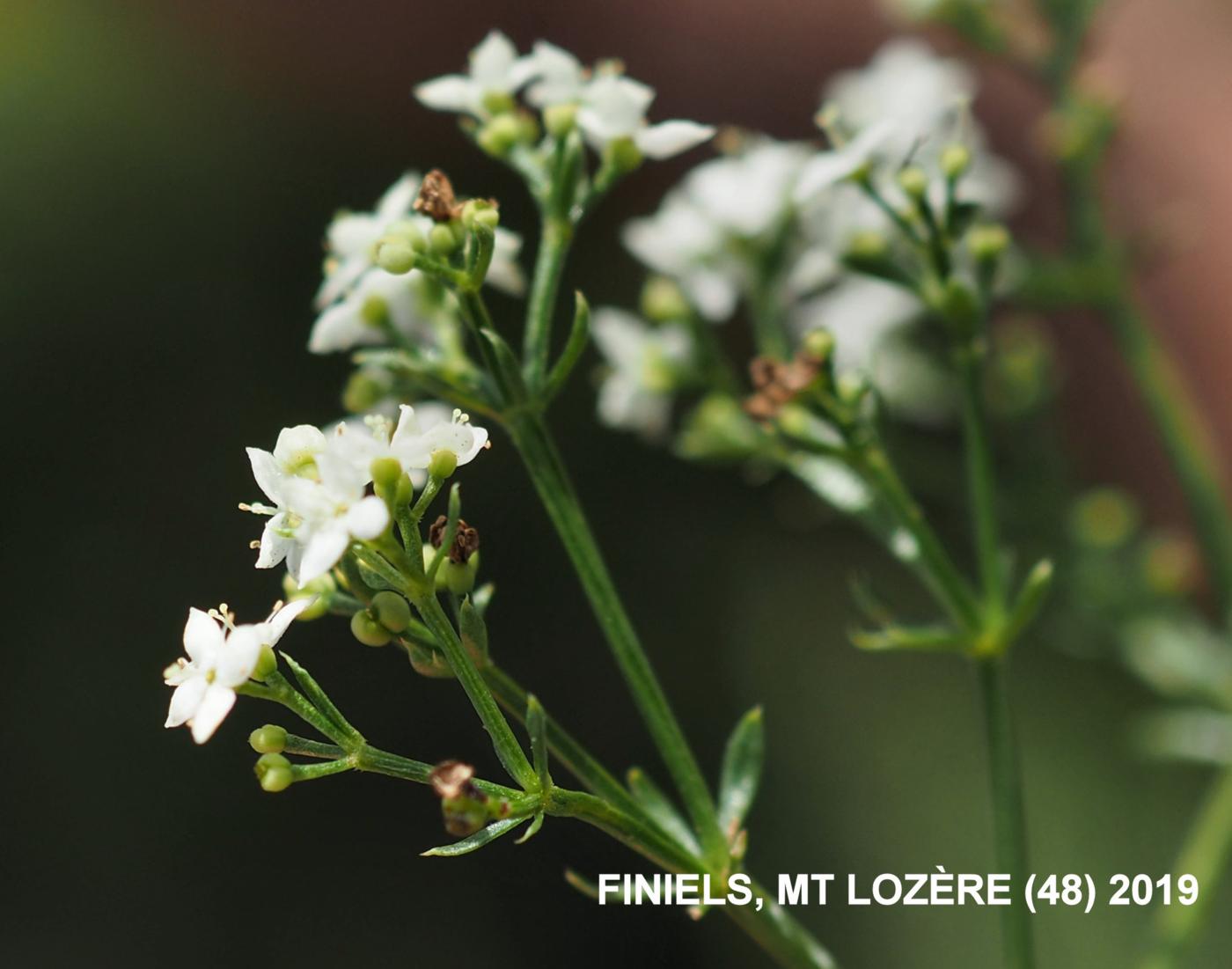 Bedstraw, Heath flower